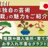 日本独自の芸術盆栽の魅力をご紹介！