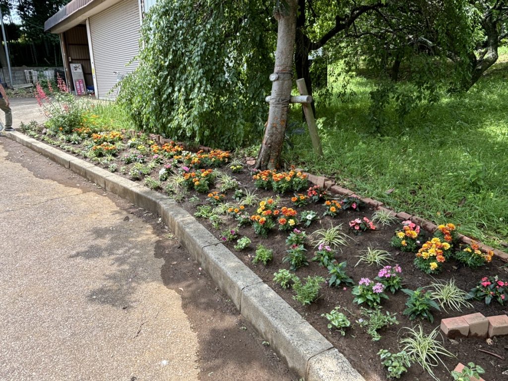 花　花壇　土　植物　みどり