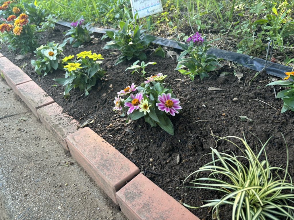 花　花壇　土　植物　みどり