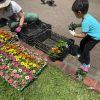 柏市　あけぼの山農業公園　花壇　花　ボランティア　活動　子供　親子