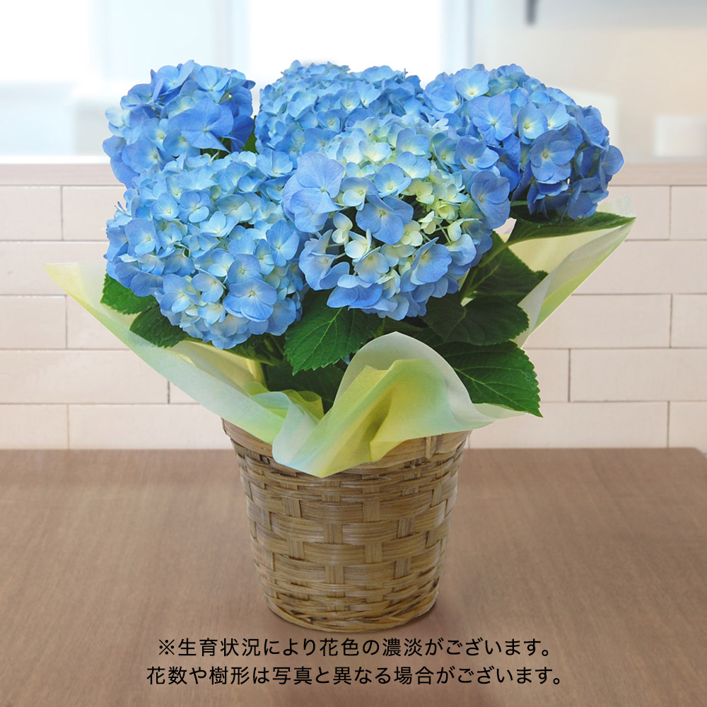 青いアジサイ