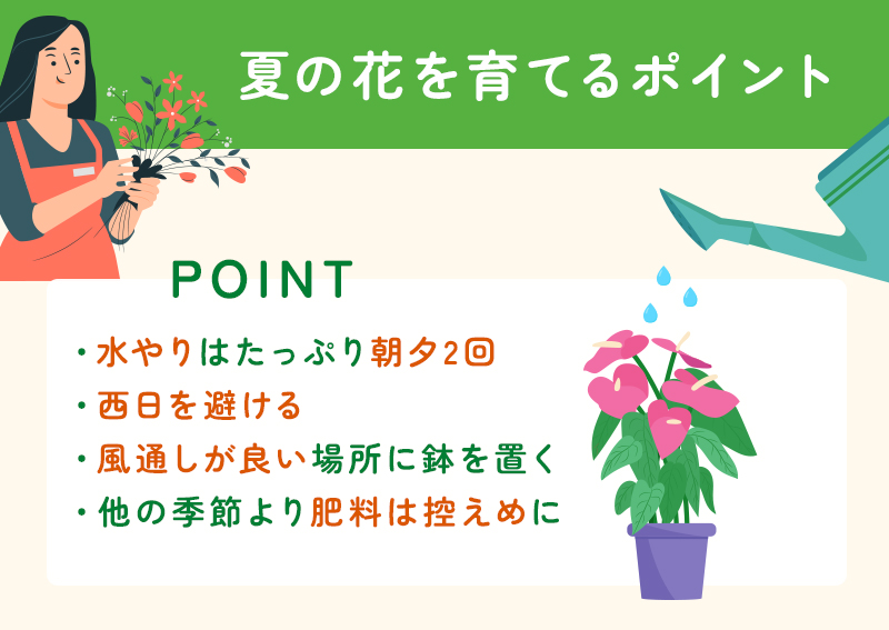 夏の花の育て方
