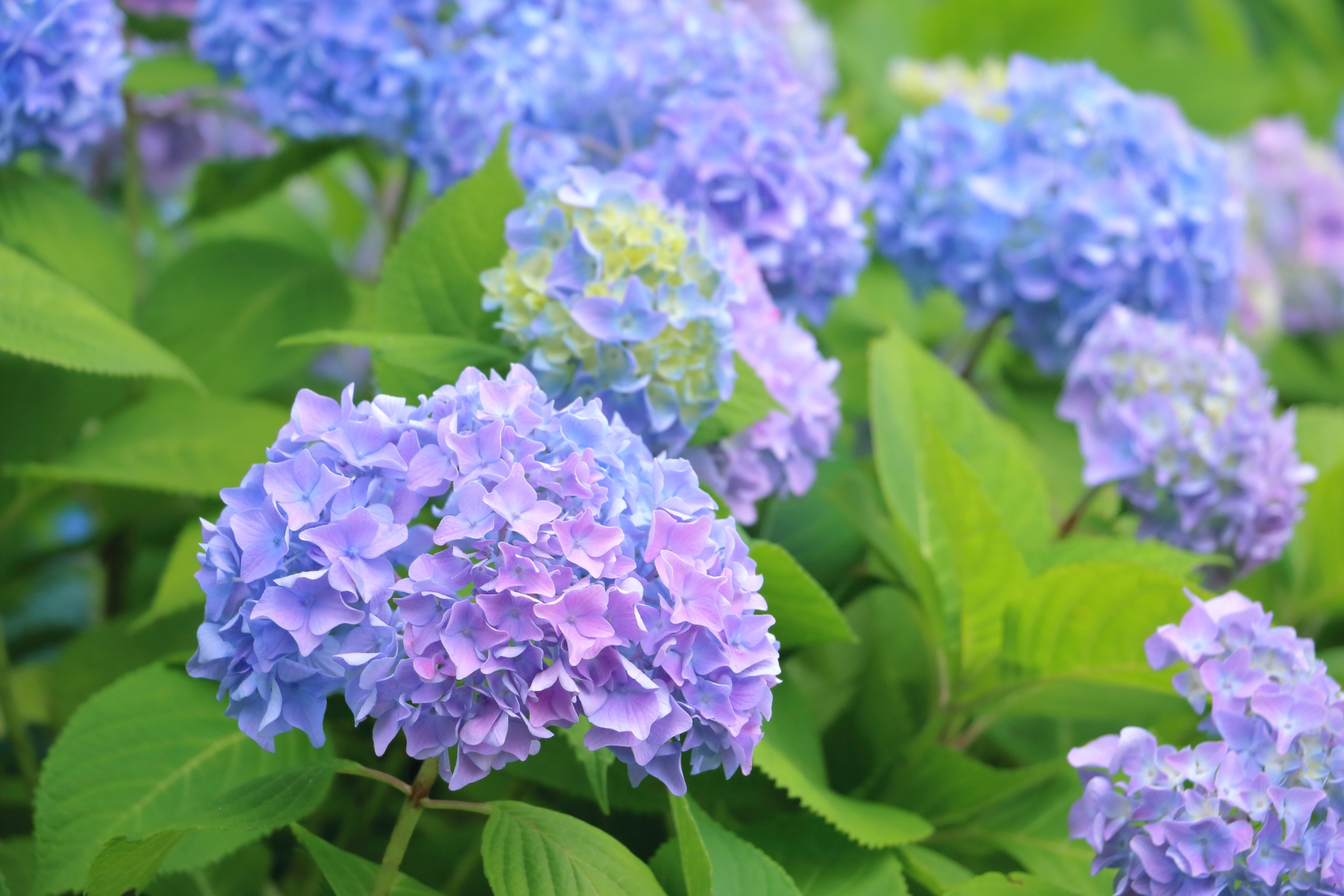 【2026年】夏の花といえば？おすすめランキング10選！贈り物にもぴったりなフラワーギフトも - Nature Station