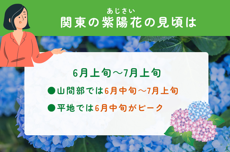 紫陽花の見頃