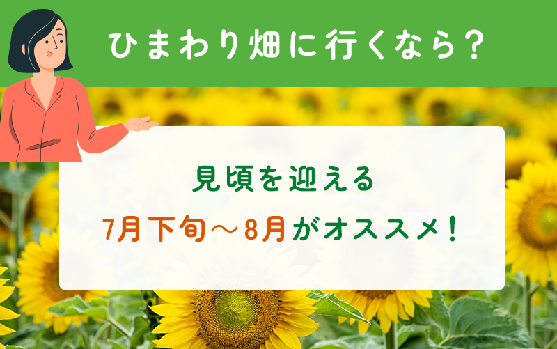 ひまわり畑の見頃