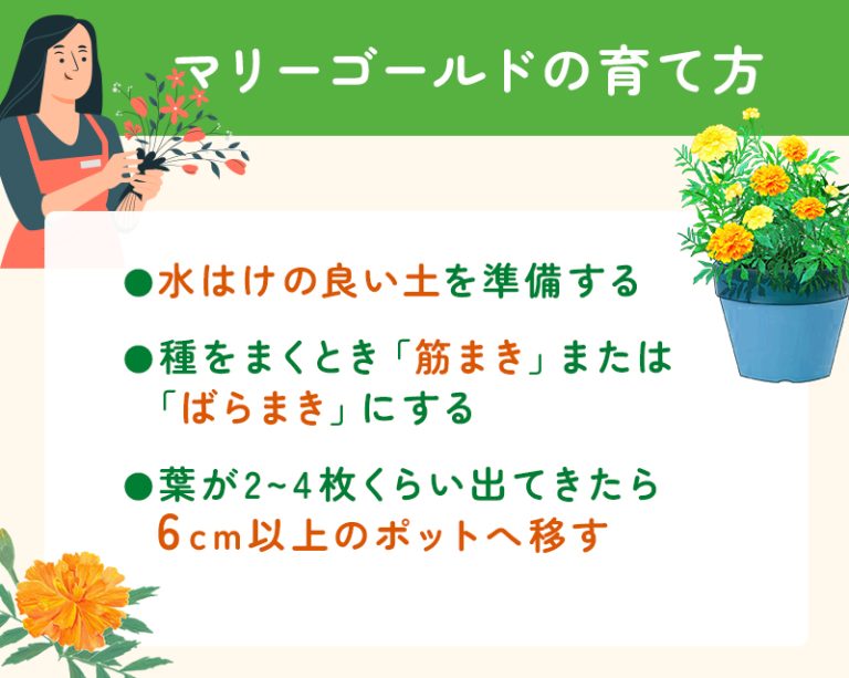 【プロフィール】 マリー ゴールド の 育て 方 気になる噂と真相 #722
