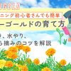 マリーゴールドの育て方 種まき、水やり、花がら摘みのコツを解説