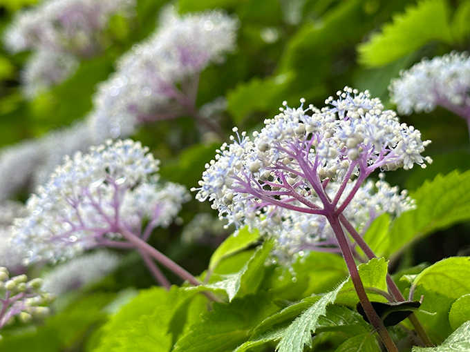 恩賜箱根公園の紫陽花