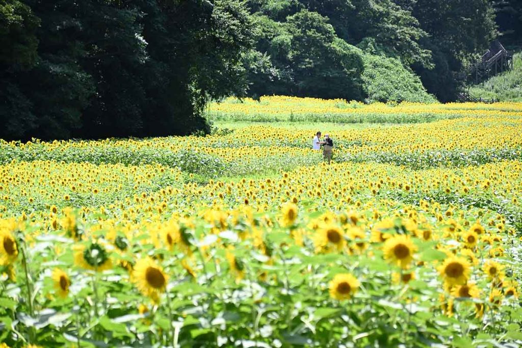 くりはま花の国