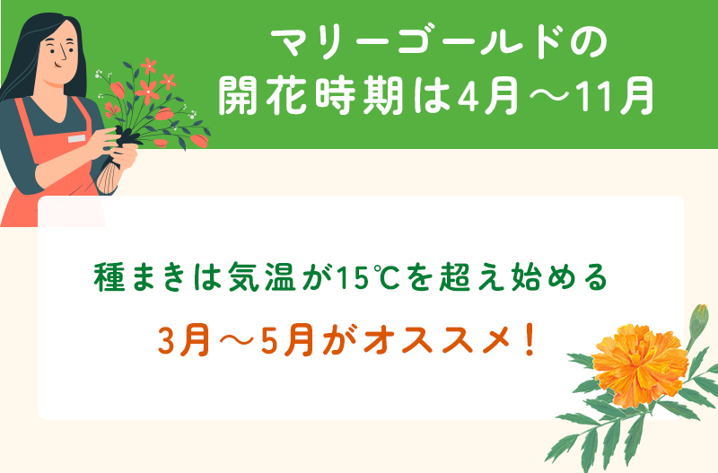 マリーゴールドの開花時期