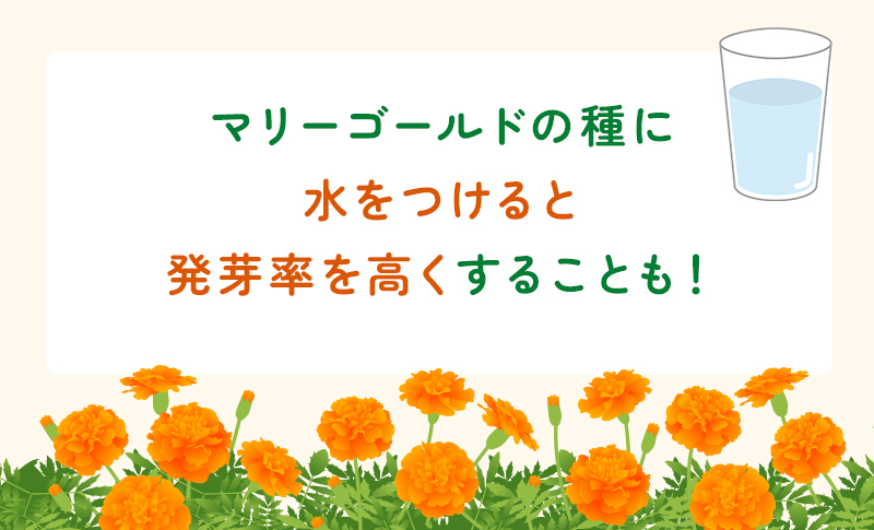 マリーゴールドの発芽率
