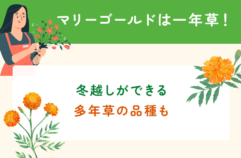 マリーゴールドは一年草