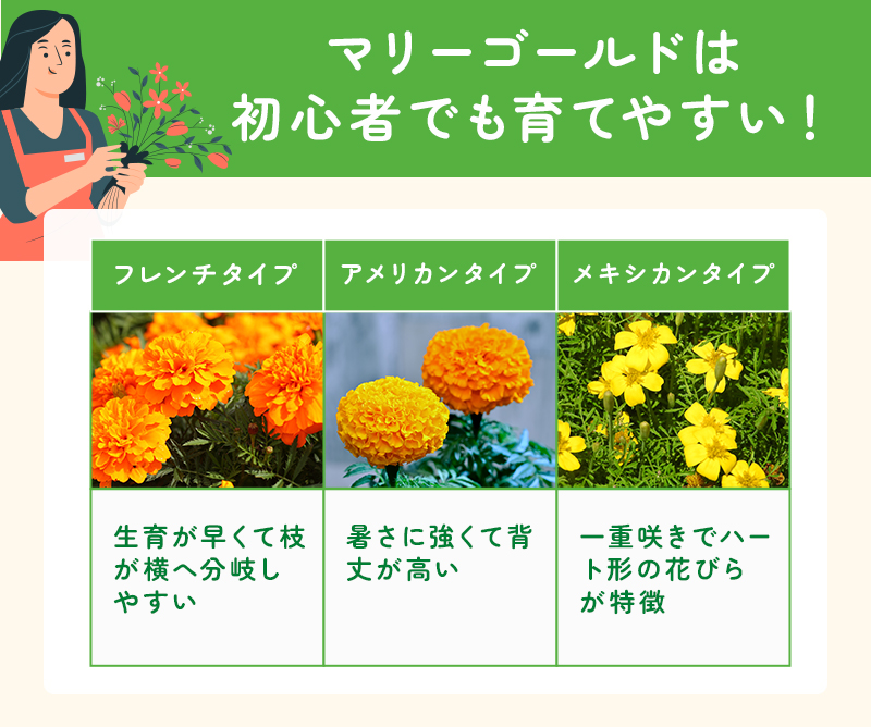 マリーゴールドは初心者でも育てやすい