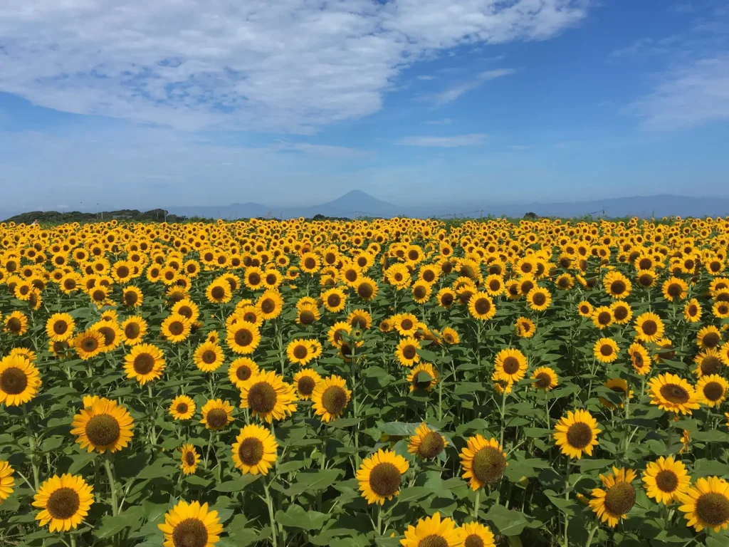 長井海の手公園 ソレイユの丘