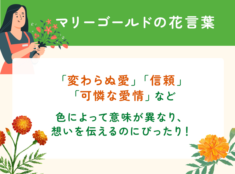 マリーゴールドの花言葉