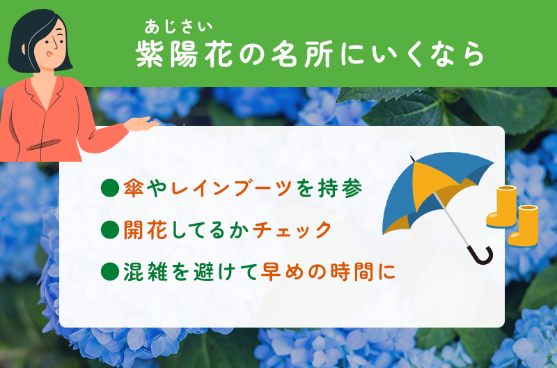 紫陽花の名所へ行く際の注意点