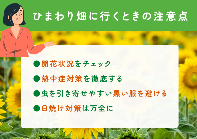 ひまわり畑に行くときの注意点