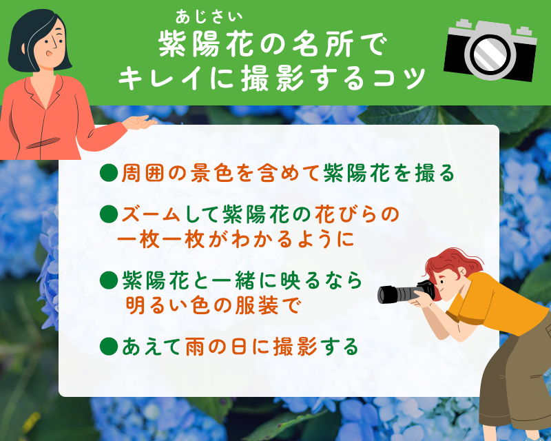 紫陽花をきれいに撮影するコツ
