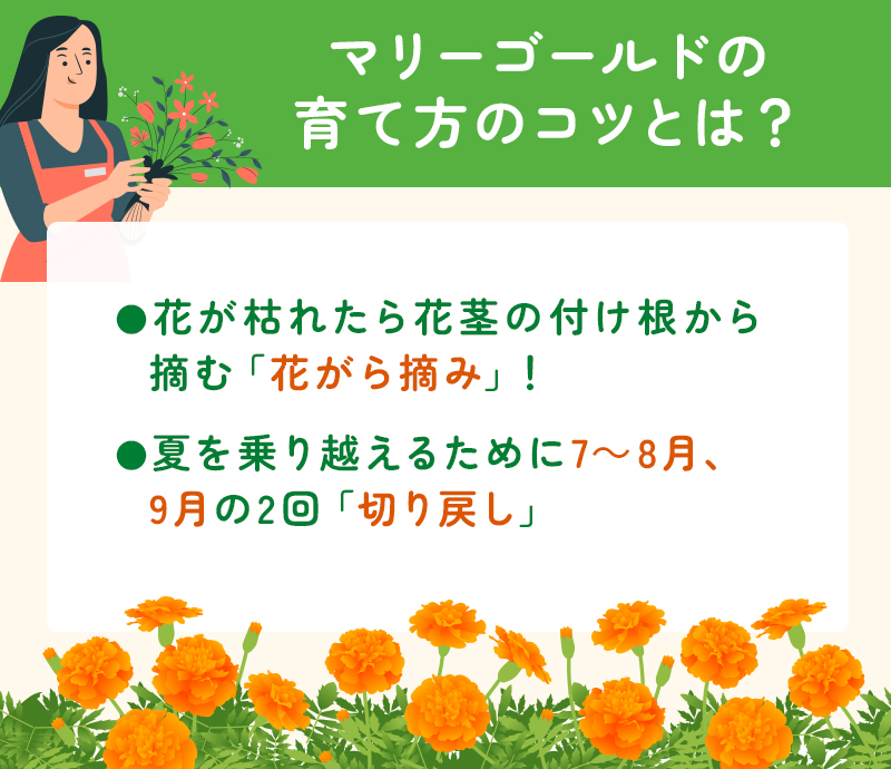 マリーゴールドの育て方のコツ