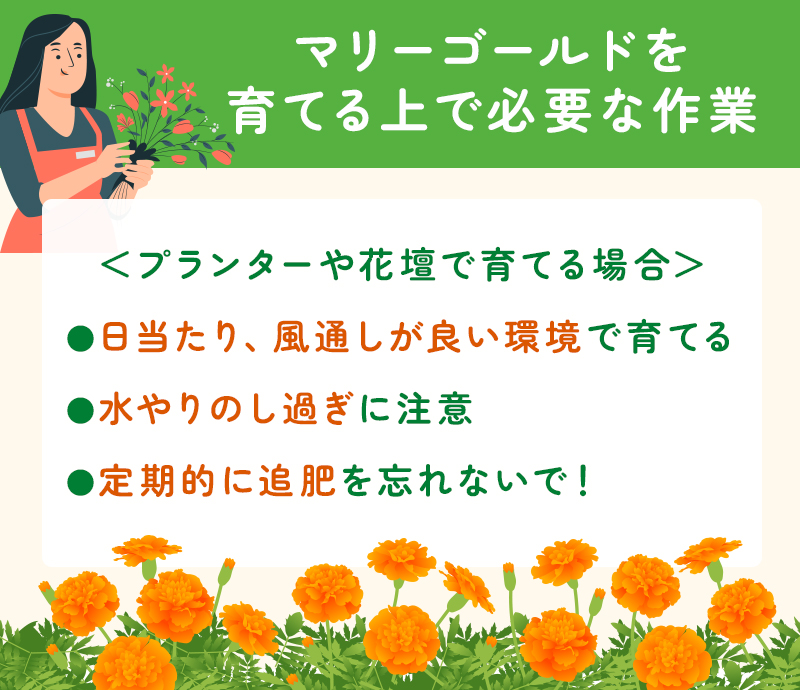 マリーゴールドを育てるのに必要な作業