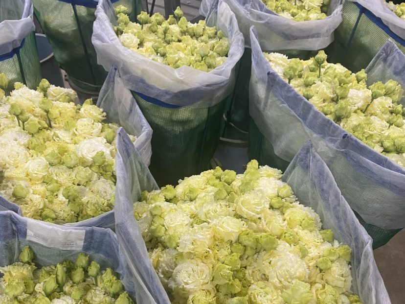 リシアンサス 生産 出荷