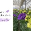 リシアンサス、トルコキキョウ、ユーストマ、産地見学、花農家