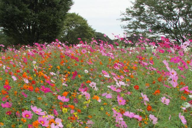 秦野戸川公園のコスモス