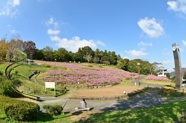 荻野運動公園のコスモス