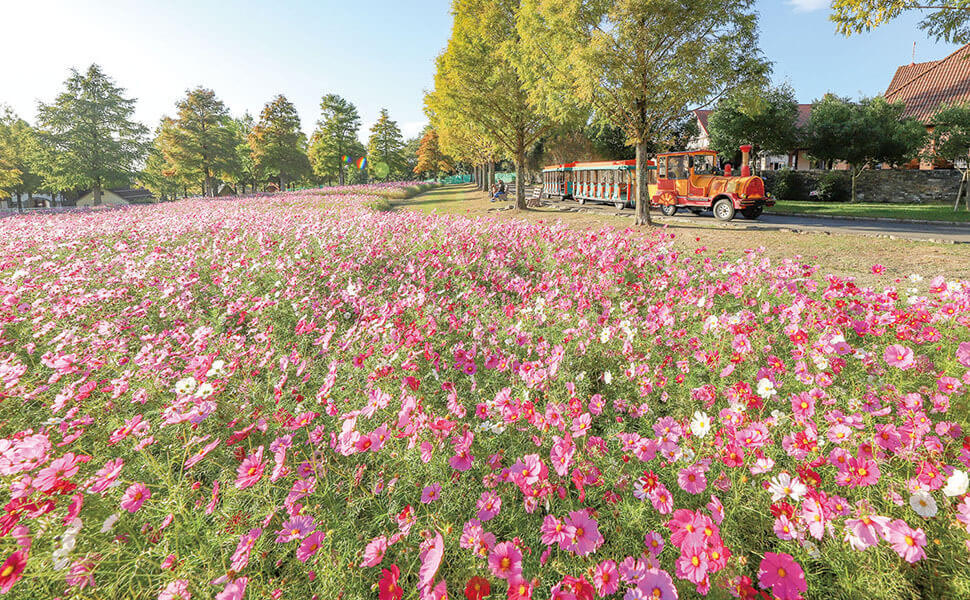 滋賀農業公園ブルーメの丘のコスモス