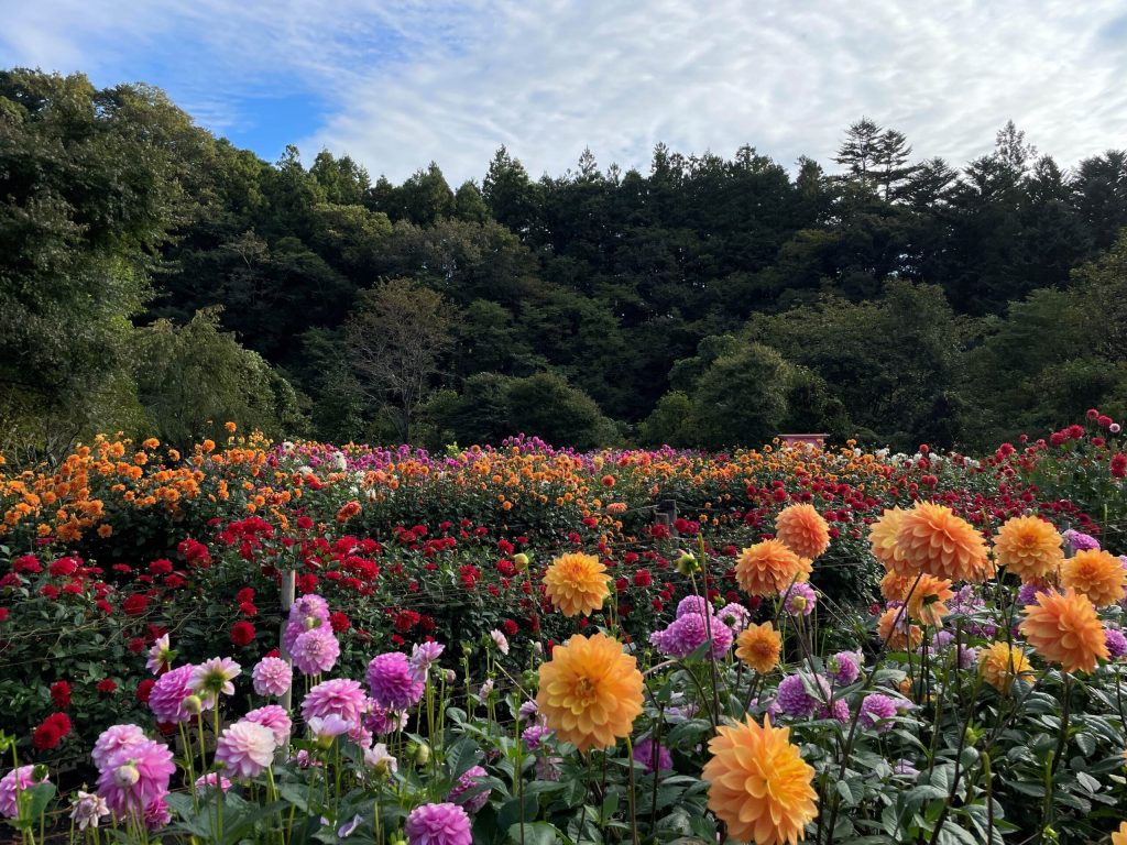 両神山麓花の郷 ダリア園
