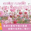 コスモスの花言葉と色別の意味　秋の見ごろ＆全国の名所も紹介！
