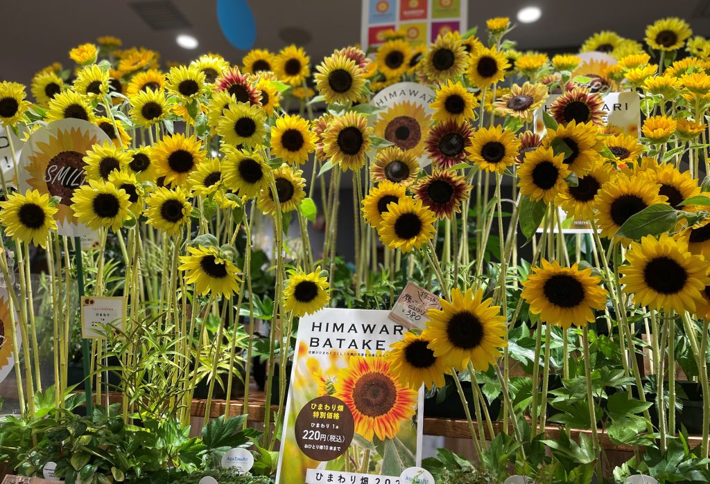 ひまわり畑 ひまわり お花摘み お花摘み体験 屋内