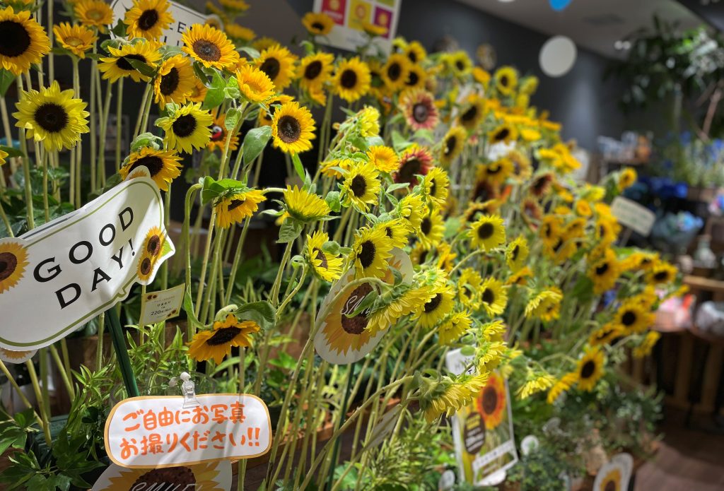 ひまわり ひまわり畑 旬の花 夏の花 Hibiya-Kadan Style お出かけスポット