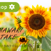 ひまわり畑　ひまわり　夏の花　旬の花　花摘み体験　屋内　フォトスポット　Hibiya-Kadan Style　ヒビヤカダンスタイル
