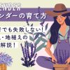 ラベンダーの育て方｜初心者でも失敗しない鉢植え・地植えのコツ