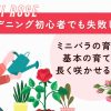 ミニバラの育て方　初心者でも失敗しないコツと長く咲かせる方法
