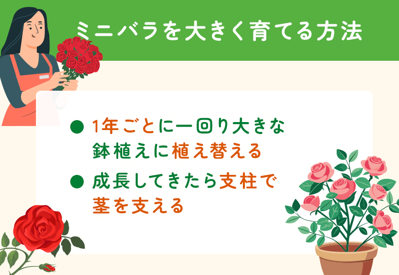 ミニバラを大きく育てる方法
