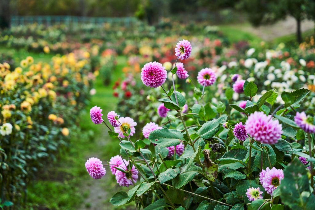 木島平やまびこの丘公園