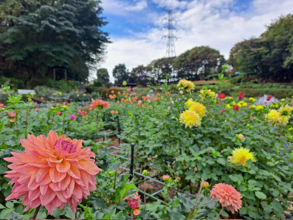 町田薬師池公園四季彩の杜 ダリア園

