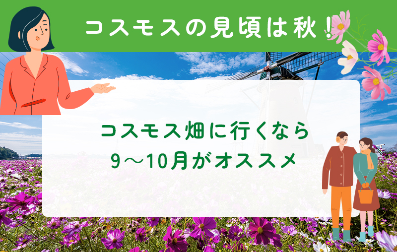 コスモスの見ごろは秋