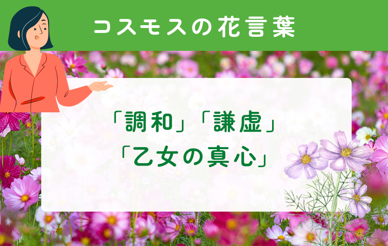 コスモスの花言葉