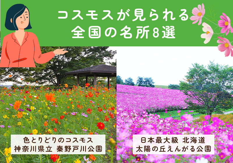 全国のコスモス名所8選