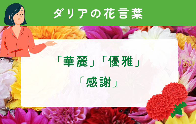 ダリアの花言葉
