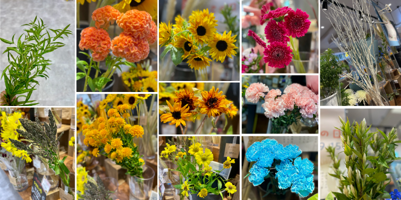 ハナノヒ ケイトウ フレークチョコラータ 姫ひまわり ひまわり ヘレニウム ガーベラ カーネーション リンドウ チョウジソウ 季節の花 花