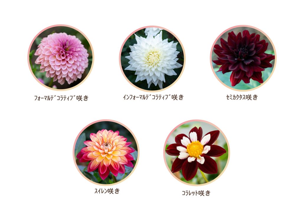 ﾀﾞﾘｱの咲き方