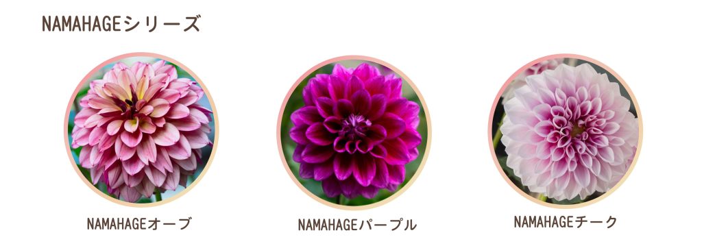 NAMAHAGEシリーズ