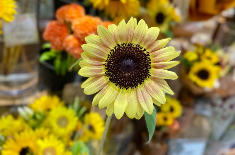 ひまわり サンリッチライチ