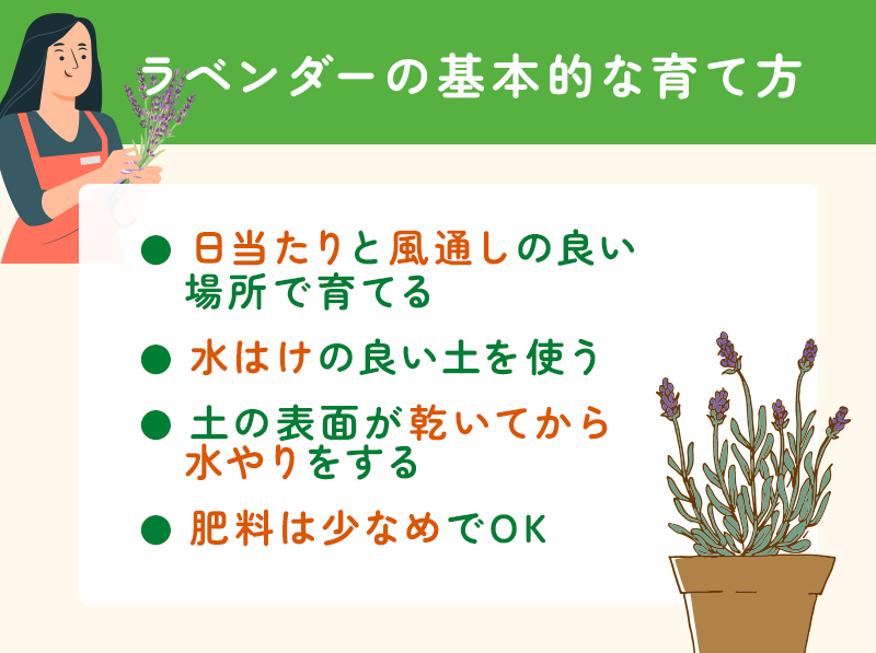 ラベンダーの基本的な育て方