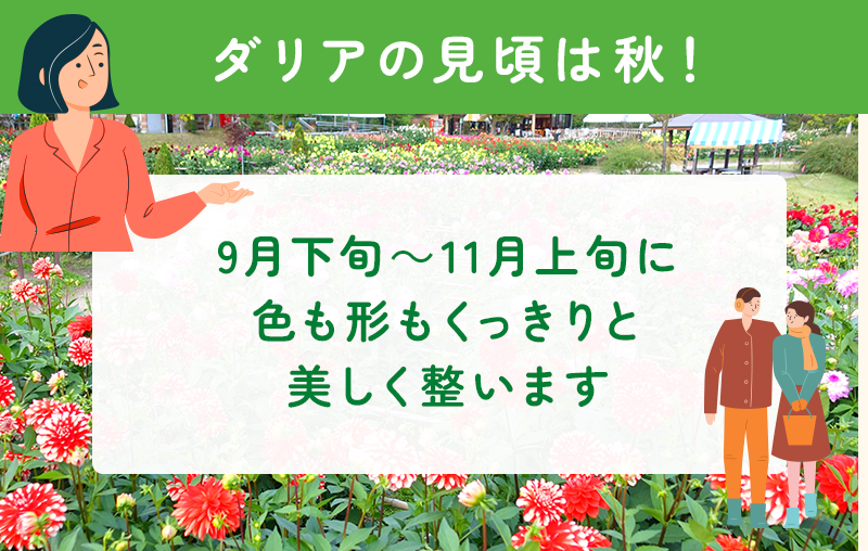 ダリアの見頃は秋