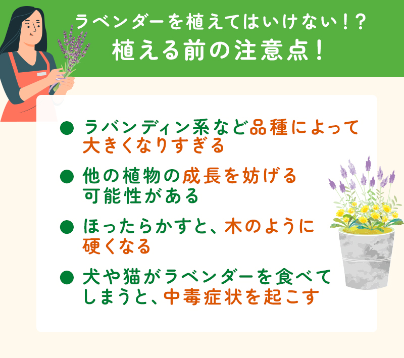 ラベンダーを植える注意点